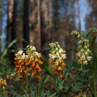 Lathyrus sulphureus